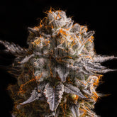 Pink Cookies Seeds